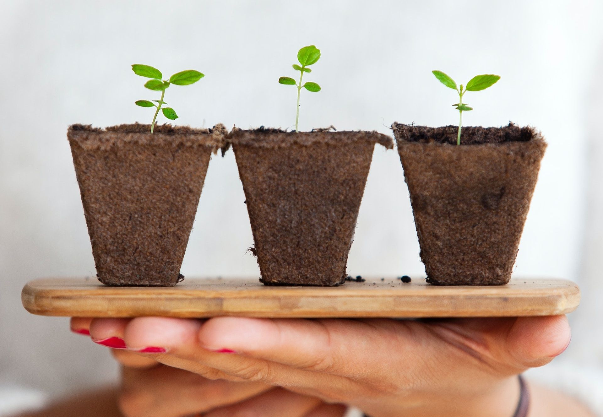 Hand with red-painted nails holding a wooden tray with three coconut fibre pots with a green seedling in each