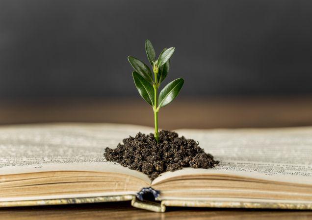 Open book with a little heap of earth from which a seedling is growing